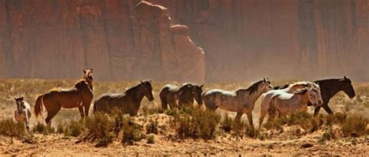 Are mustangs starving?