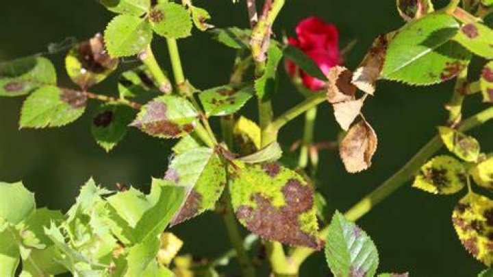 Can a rose be black?