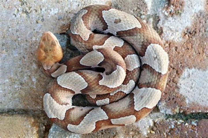 Can a snake open a door?
