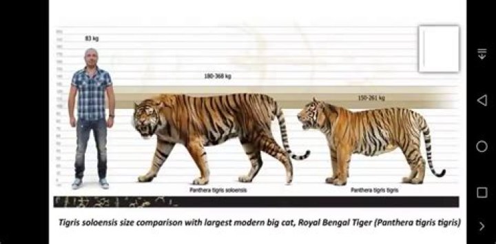 Can a tiger be a male?