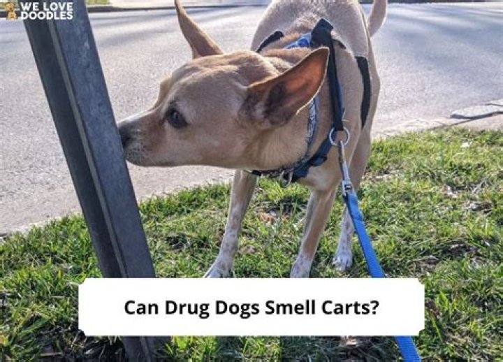 Can high school drug dogs smell nicotine?