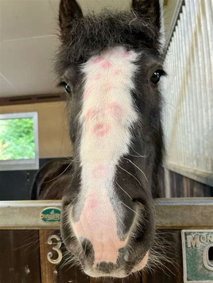Can horses be affectionate?