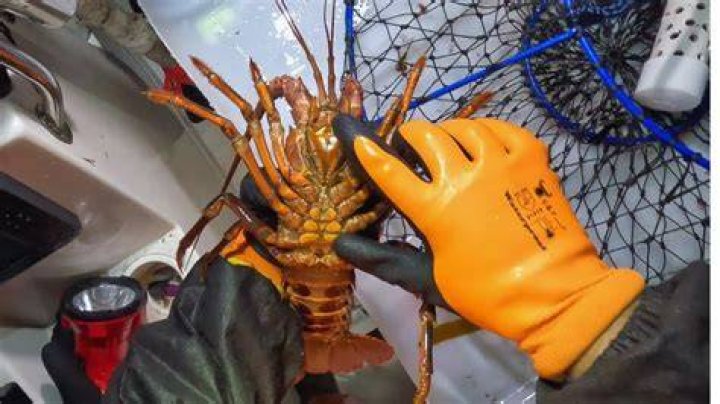 Could a lobster cut your finger off?