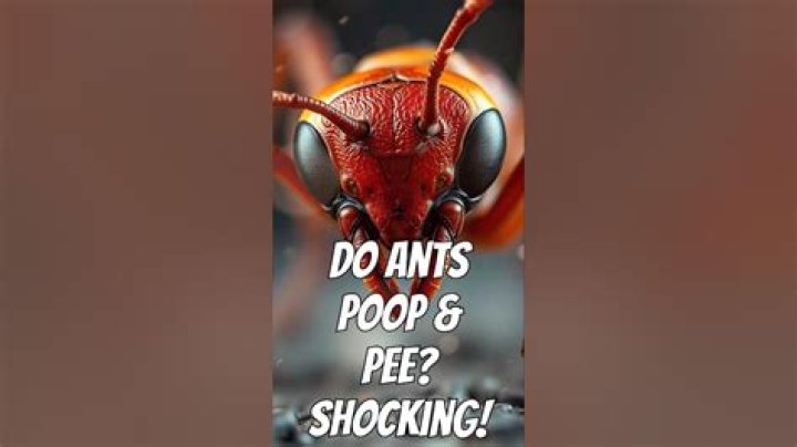 Do ants poop and pee?