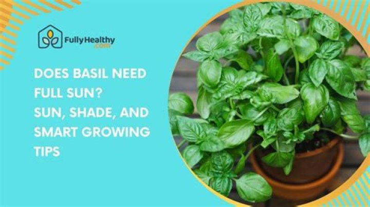 Do basil plants need full sun?