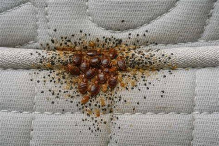 Do bed bug eggs stick to clothes?