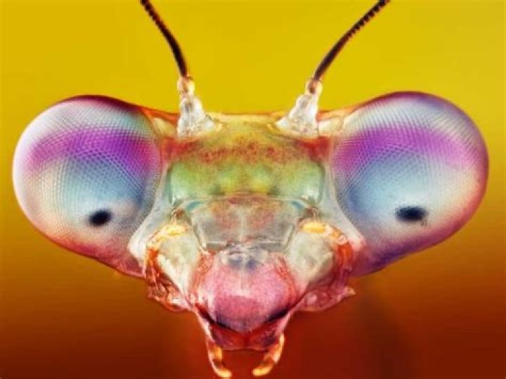 Do bugs have heartbeats?
