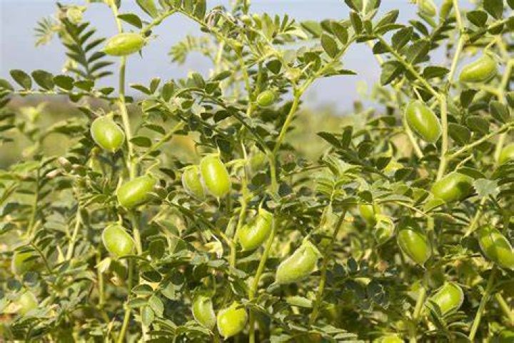Do chick peas grow on trees?