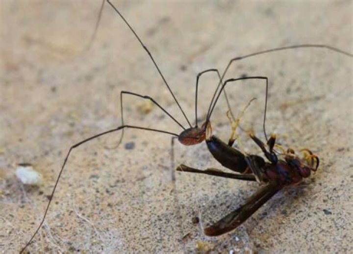 Do granddaddy long legs fight?
