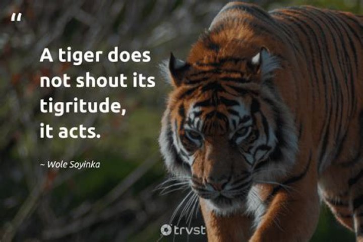 How do I get a body like a Tiger?