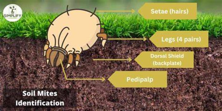 How do soil mites appear?