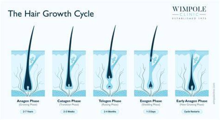 How long does human hair last for?