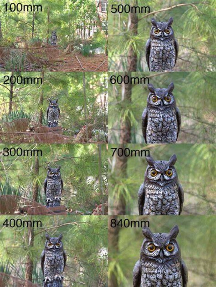 Is 800mm enough for bird photography?