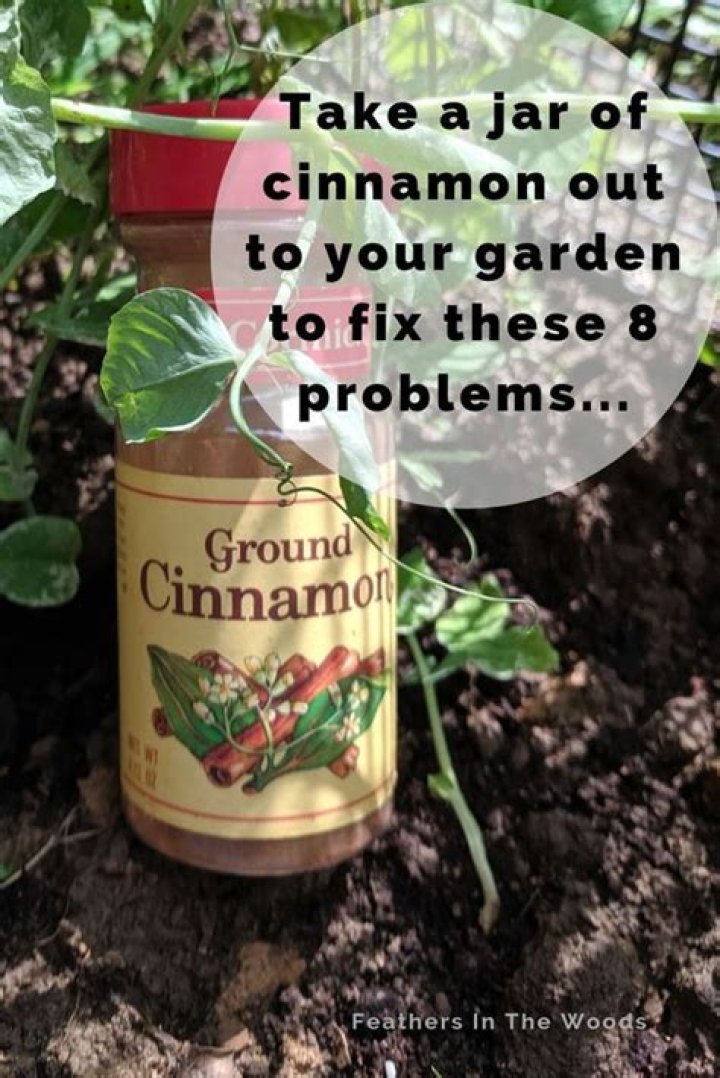 Is cinnamon good for your lawn?