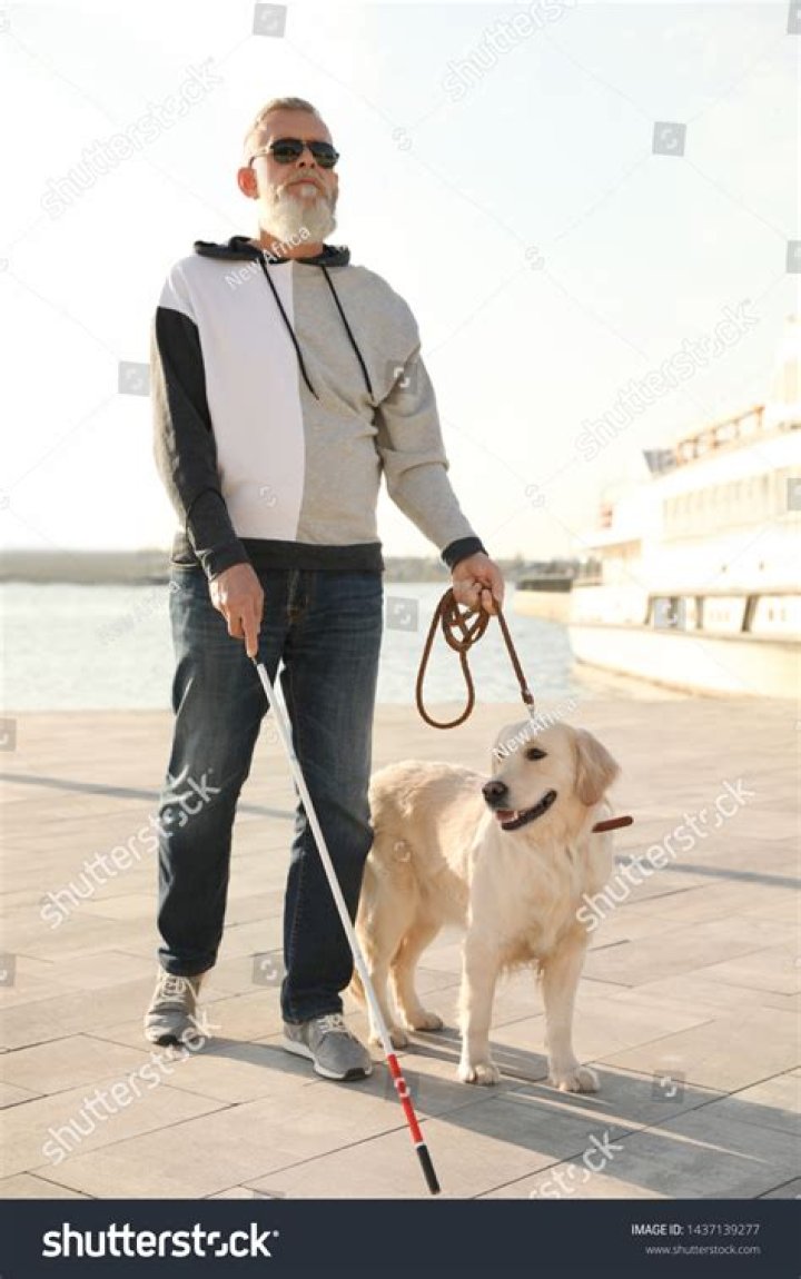 What are blind people's dogs called?