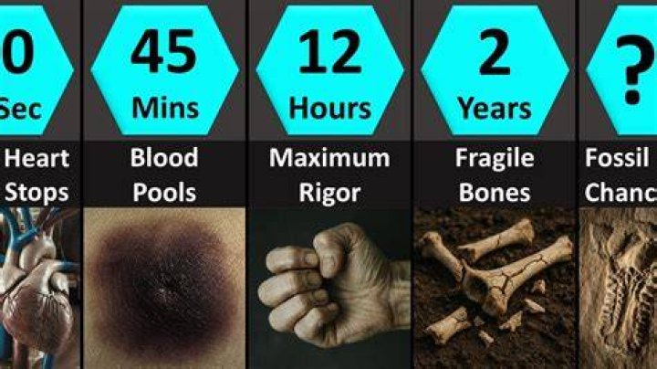 What happens to a body in a coffin after a month?