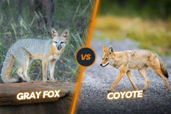 What is similar to a coyote?