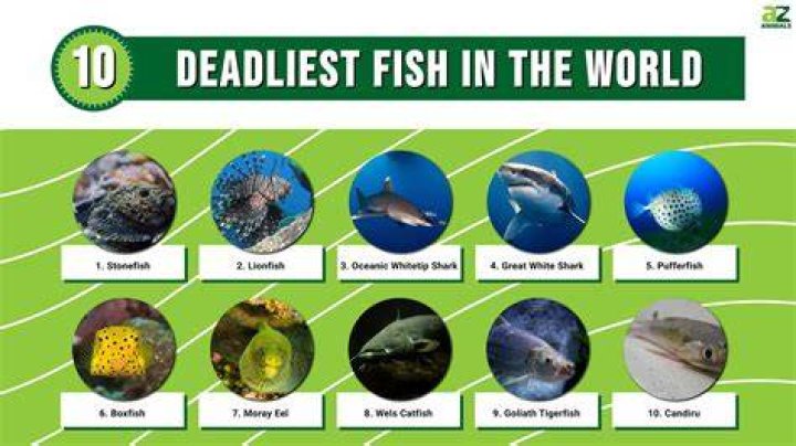 Which is the best fish in the world?