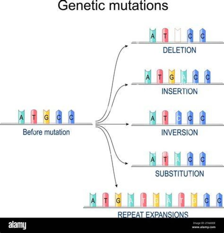 Why are insertion and deletion mutations so harmful?